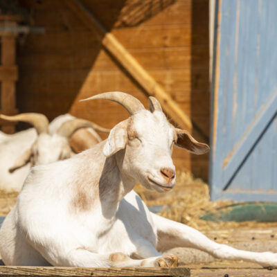Ziegenstall