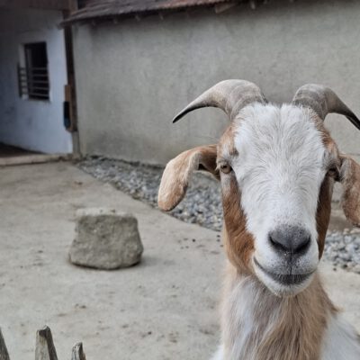 Greti
