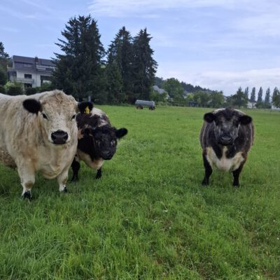 RInderherde