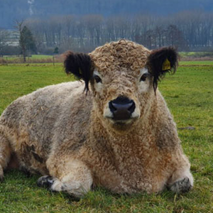 Galloway Rind vom Therapiehof Hegau, liegt gemütlich auf der Hofweide. Er hat lockiges braunes Fell mit schwarzer Nase und schwarzen Ohren